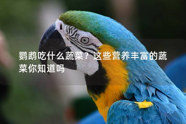 鹦鹉吃什么蔬菜？这些营养丰富的蔬菜你知道吗
