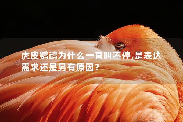 虎皮鹦鹉为什么一直叫不停,是表达需求还是另有原因？