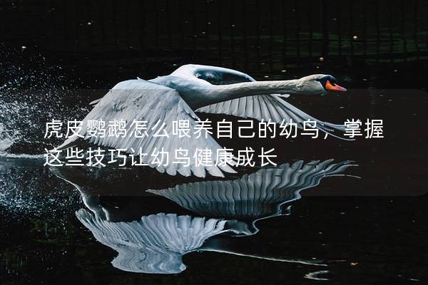 虎皮鹦鹉怎么喂养自己的幼鸟，掌握这些技巧让幼鸟健康成长