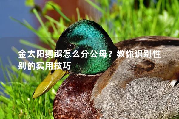 金太阳鹦鹉怎么分公母？教你识别性别的实用技巧