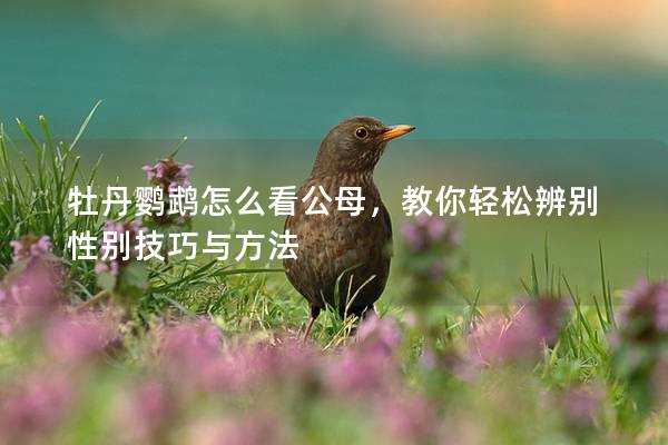 牡丹鹦鹉怎么看公母，教你轻松辨别性别技巧与方法