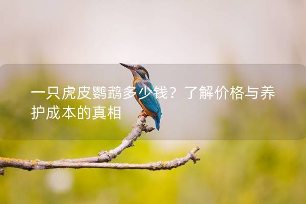 一只虎皮鹦鹉多少钱？了解价格与养护成本的真相