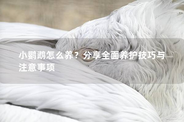 小鹦鹉怎么养？分享全面养护技巧与注意事项