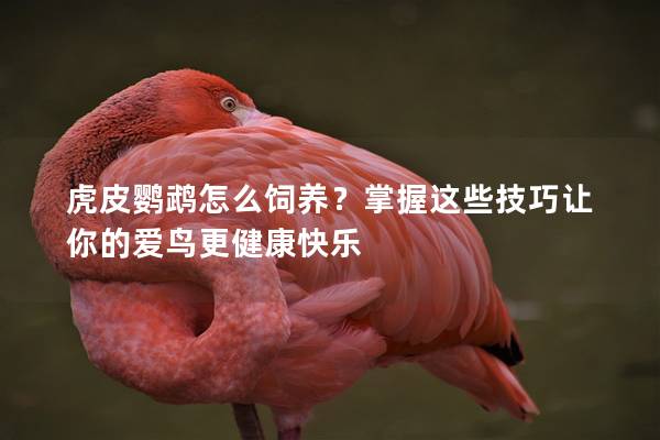 虎皮鹦鹉怎么饲养？掌握这些技巧让你的爱鸟更健康快乐