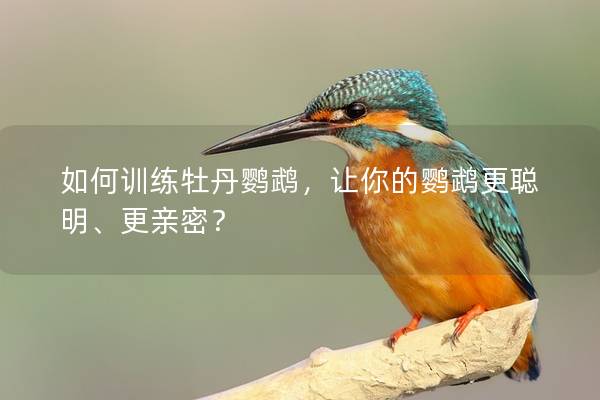 如何训练牡丹鹦鹉，让你的鹦鹉更聪明、更亲密？