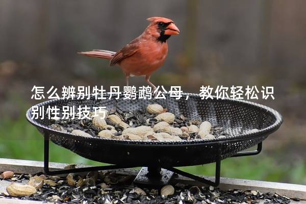 怎么辨别牡丹鹦鹉公母，教你轻松识别性别技巧