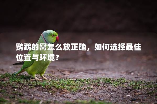 鹦鹉的窝怎么放正确，如何选择最佳位置与环境？