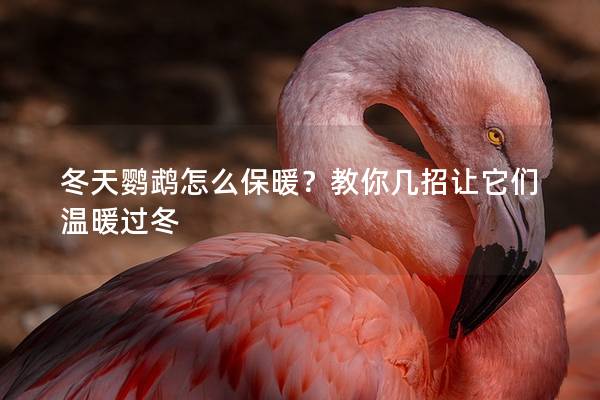 冬天鹦鹉怎么保暖？教你几招让它们温暖过冬