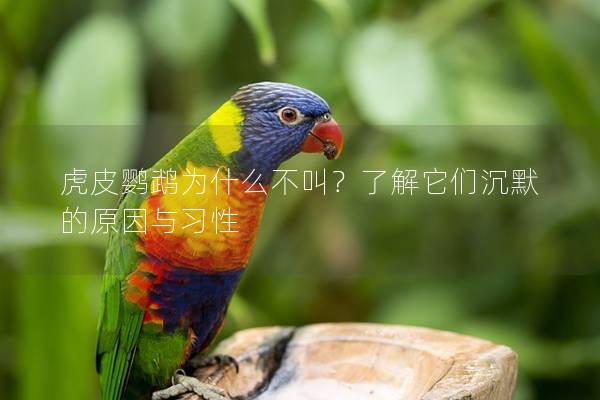 虎皮鹦鹉为什么不叫？了解它们沉默的原因与习性