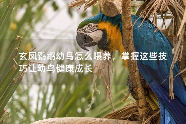 玄凤鹦鹉幼鸟怎么喂养，掌握这些技巧让幼鸟健康成长