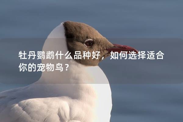 牡丹鹦鹉什么品种好，如何选择适合你的宠物鸟？