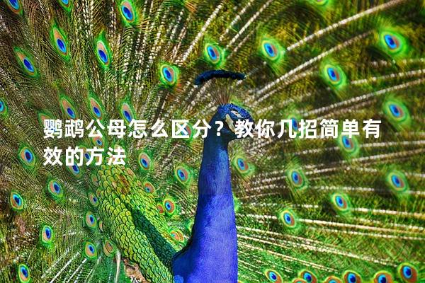 鹦鹉公母怎么区分？教你几招简单有效的方法