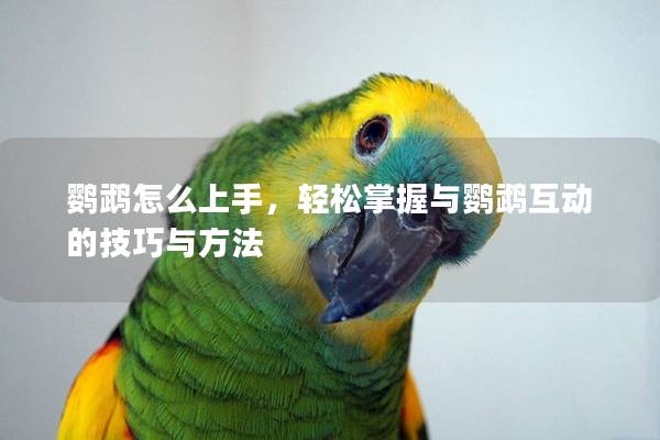 鹦鹉怎么上手，轻松掌握与鹦鹉互动的技巧与方法