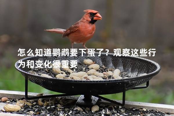 怎么知道鹦鹉要下蛋了？观察这些行为和变化很重要