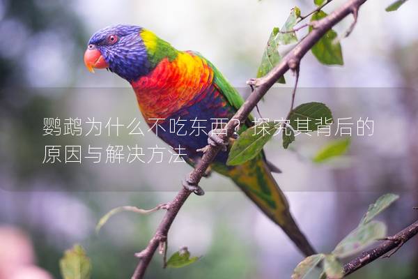 鹦鹉为什么不吃东西？探究其背后的原因与解决方法
