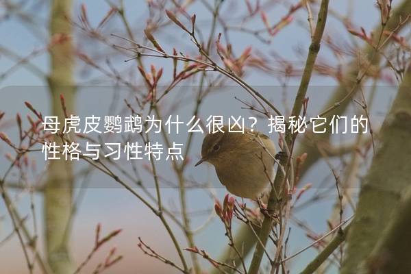 母虎皮鹦鹉为什么很凶？揭秘它们的性格与习性特点