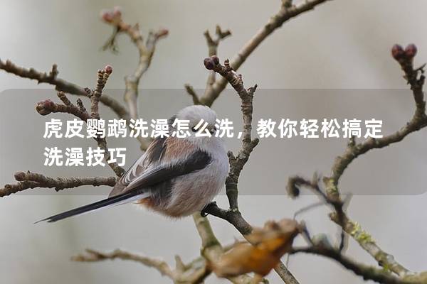 虎皮鹦鹉洗澡怎么洗，教你轻松搞定洗澡技巧