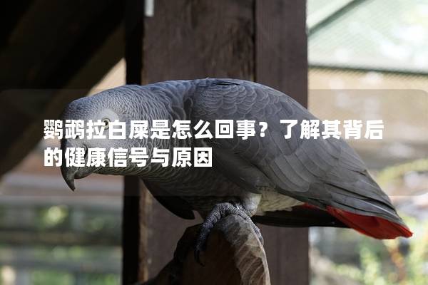 鹦鹉拉白屎是怎么回事？了解其背后的健康信号与原因