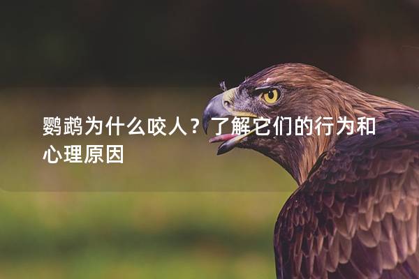 鹦鹉为什么咬人？了解它们的行为和心理原因