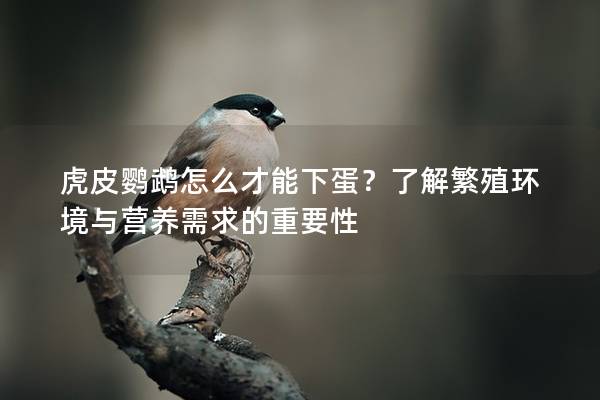 虎皮鹦鹉怎么才能下蛋？了解繁殖环境与营养需求的重要性