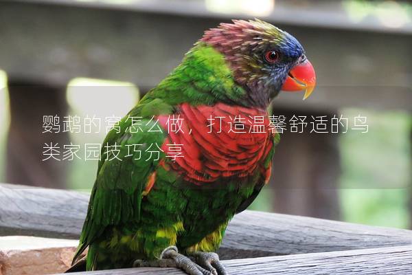 鹦鹉的窝怎么做，打造温馨舒适的鸟类家园技巧分享