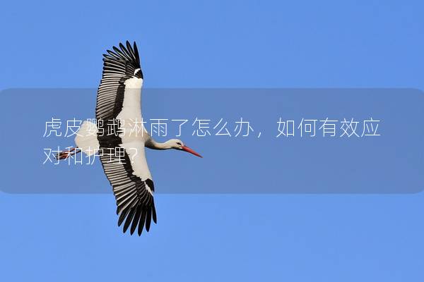 虎皮鹦鹉淋雨了怎么办，如何有效应对和护理？