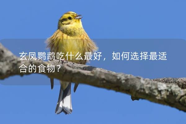 玄凤鹦鹉吃什么最好，如何选择最适合的食物？