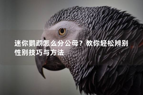 迷你鹦鹉怎么分公母？教你轻松辨别性别技巧与方法