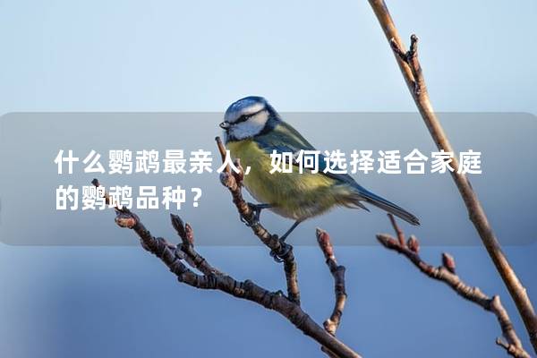什么鹦鹉最亲人，如何选择适合家庭的鹦鹉品种？