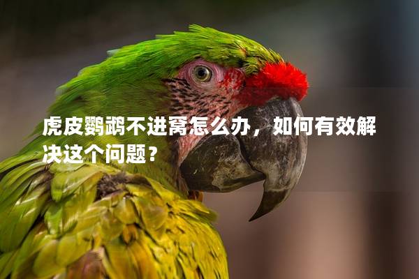 虎皮鹦鹉不进窝怎么办，如何有效解决这个问题？