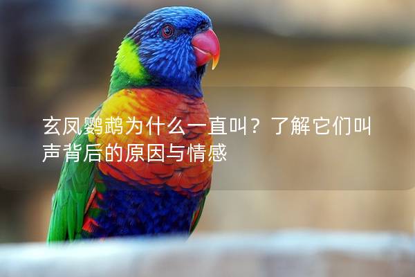 玄凤鹦鹉为什么一直叫？了解它们叫声背后的原因与情感