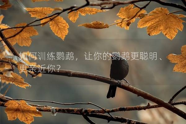 如何训练鹦鹉，让你的鹦鹉更聪明、更亲近你？