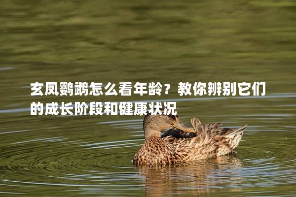 玄凤鹦鹉怎么看年龄？教你辨别它们的成长阶段和健康状况