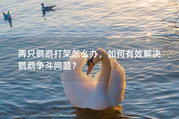 两只鹦鹉打架怎么办，如何有效解决鹦鹉争斗问题？