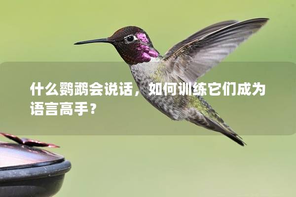 什么鹦鹉会说话，如何训练它们成为语言高手？