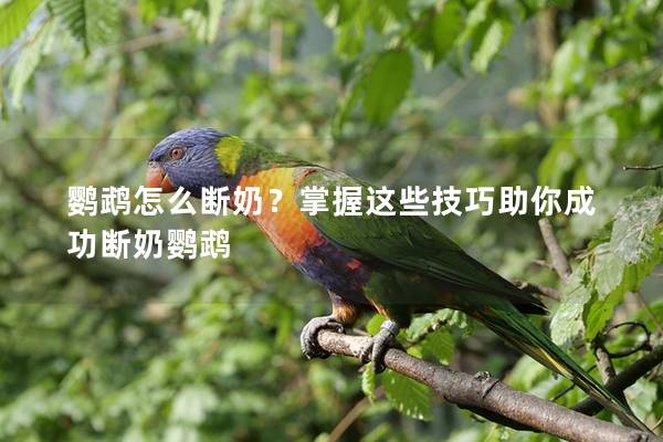 鹦鹉怎么断奶？掌握这些技巧助你成功断奶鹦鹉