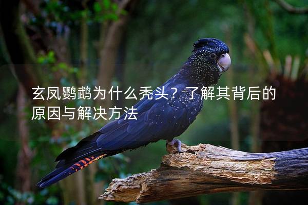 玄凤鹦鹉为什么秃头？了解其背后的原因与解决方法