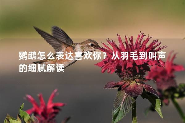 鹦鹉怎么表达喜欢你？从羽毛到叫声的细腻解读