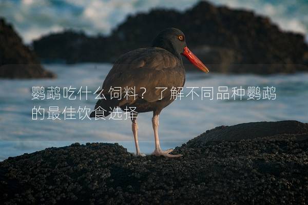 鹦鹉吃什么饲料？了解不同品种鹦鹉的最佳饮食选择