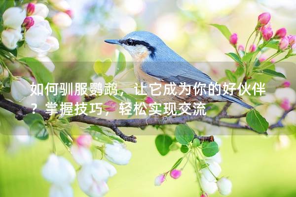 如何驯服鹦鹉，让它成为你的好伙伴？掌握技巧，轻松实现交流