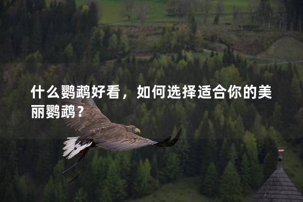 什么鹦鹉好看，如何选择适合你的美丽鹦鹉？