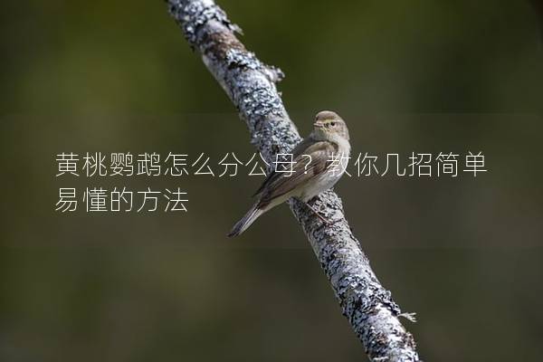 黄桃鹦鹉怎么分公母？教你几招简单易懂的方法