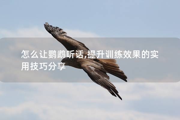 怎么让鹦鹉听话,提升训练效果的实用技巧分享