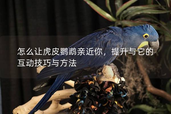 怎么让虎皮鹦鹉亲近你，提升与它的互动技巧与方法