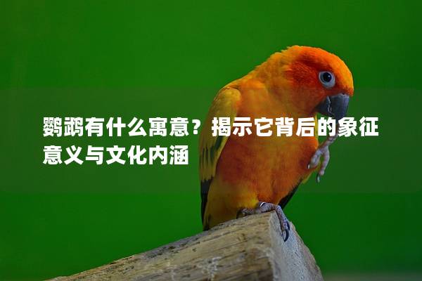 鹦鹉有什么寓意？揭示它背后的象征意义与文化内涵