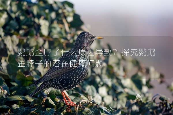 鹦鹉歪脖子什么原因导致？探究鹦鹉歪脖子的潜在健康问题