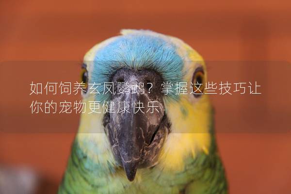 如何饲养玄凤鹦鹉？掌握这些技巧让你的宠物更健康快乐