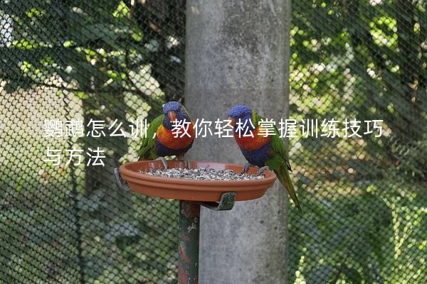 鹦鹉怎么训，教你轻松掌握训练技巧与方法