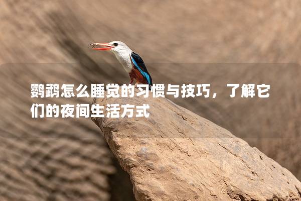 鹦鹉怎么睡觉的习惯与技巧，了解它们的夜间生活方式
