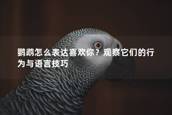鹦鹉怎么表达喜欢你？观察它们的行为与语言技巧